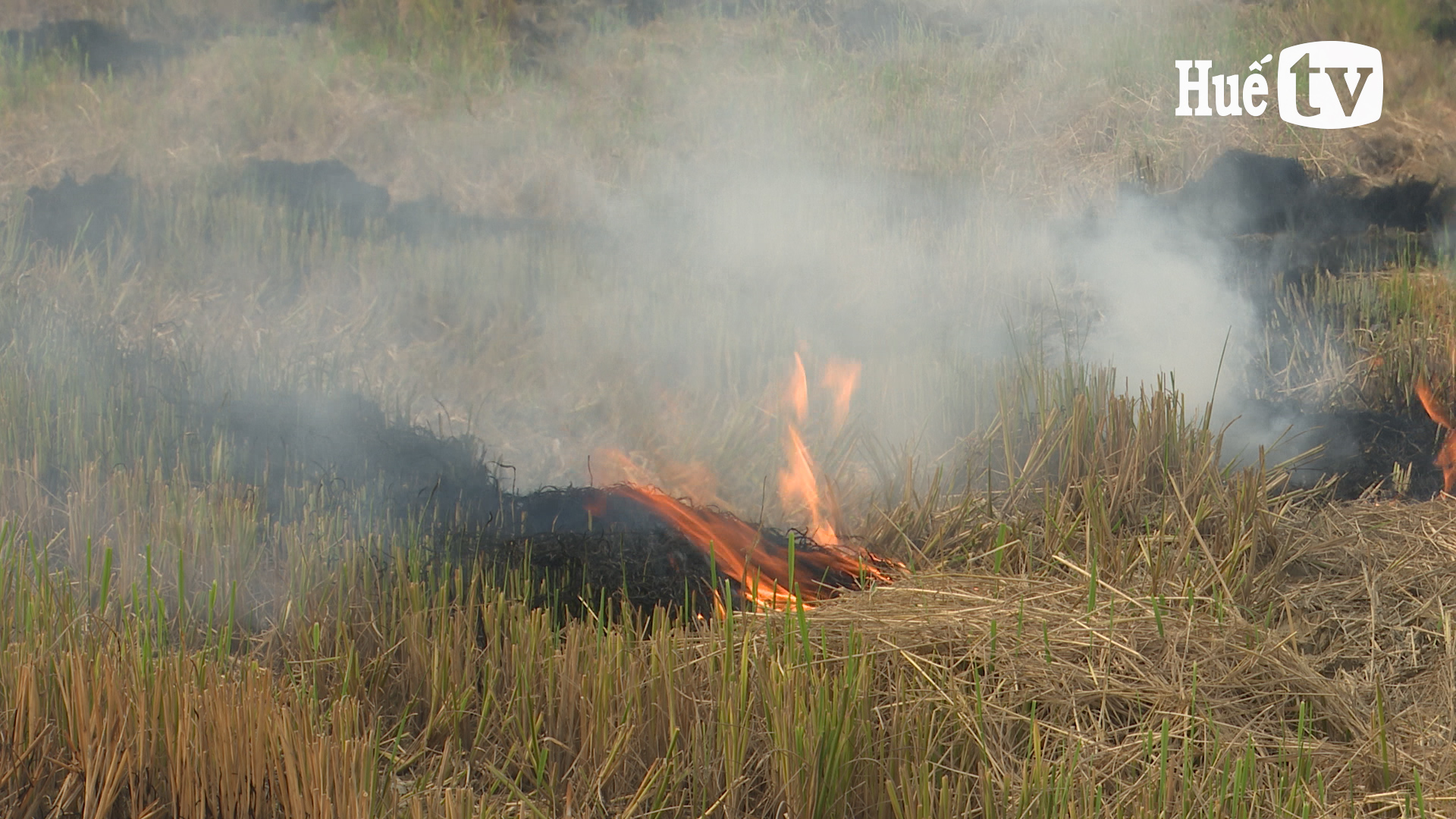 Nạn đốt đồng vẫn còn phổ biến
