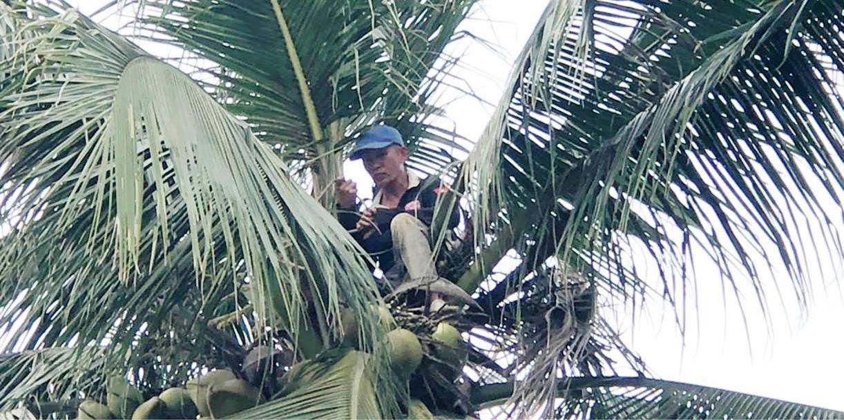 Mưu sinh trên ngọn dừa