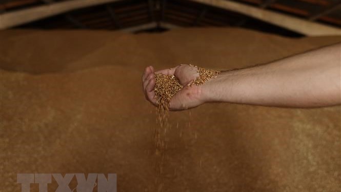 Nỗ lực “cứu” Thoả thuận Ngũ cốc Biển Đen vẫn sẽ tiếp tục