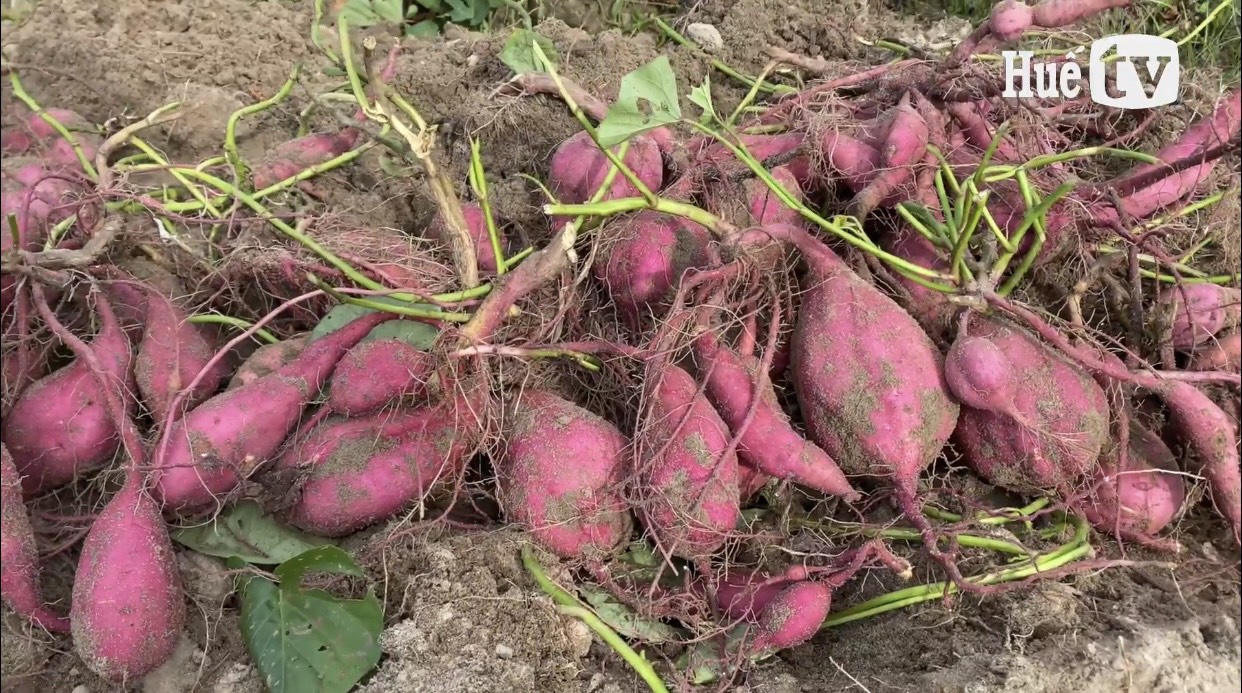 Khoai lang Quảng Công vào mùa