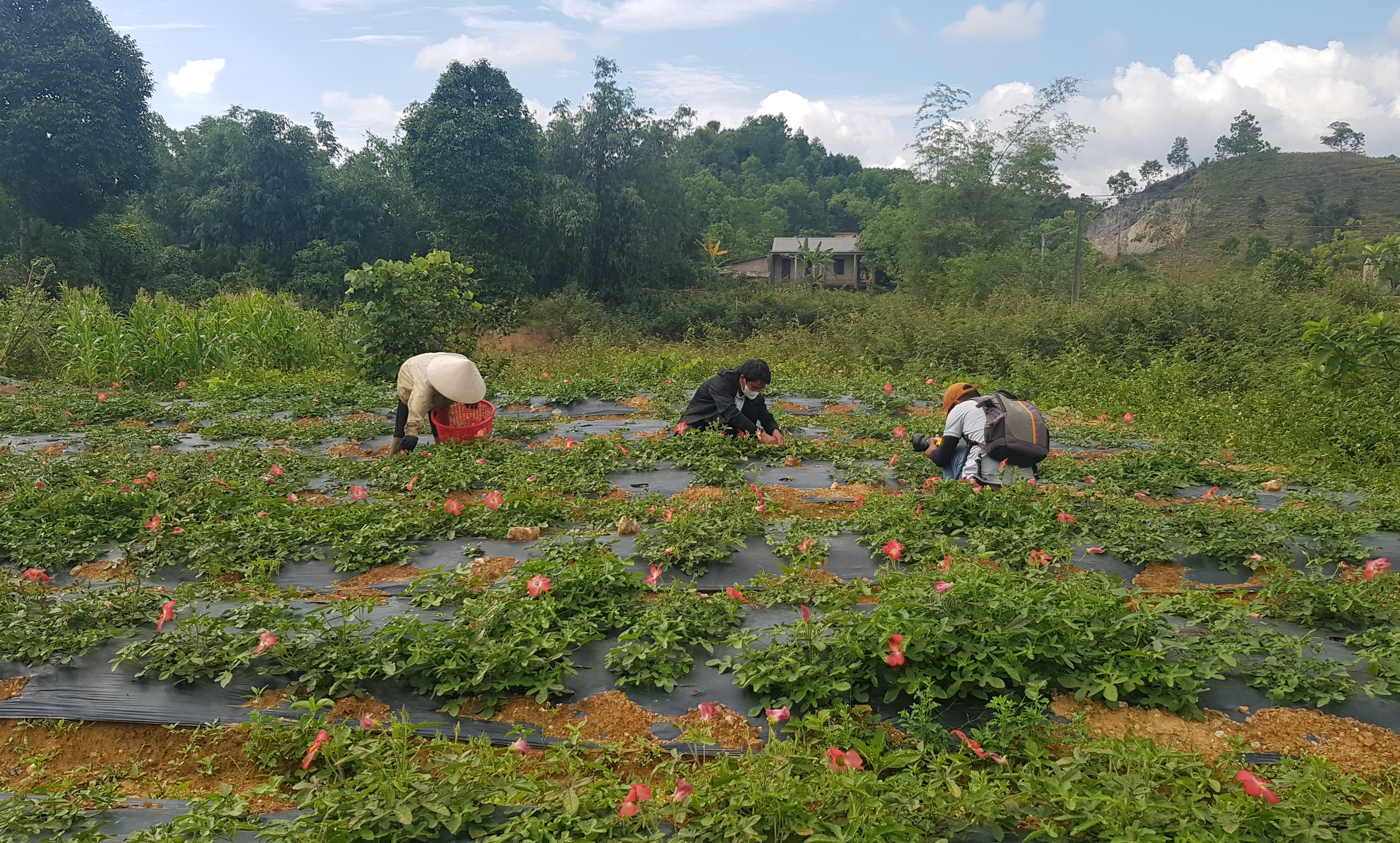 Phát triển dược liệu gắn với sinh kế người dân