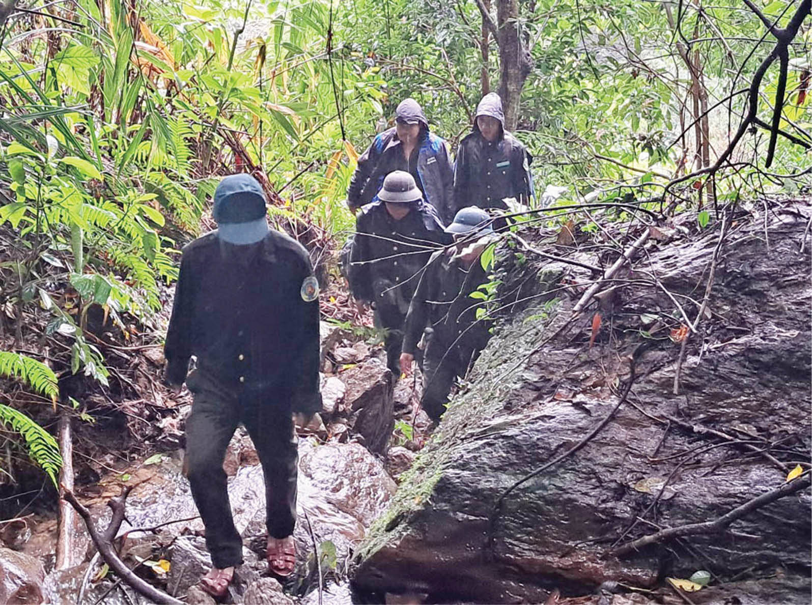 Ổn định diện tích rừng