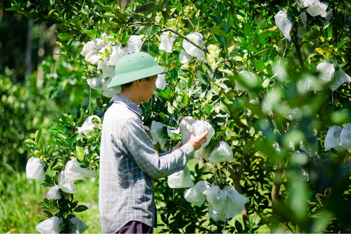 Bảo vệ cây ăn quả trước sâu bệnh gây hại