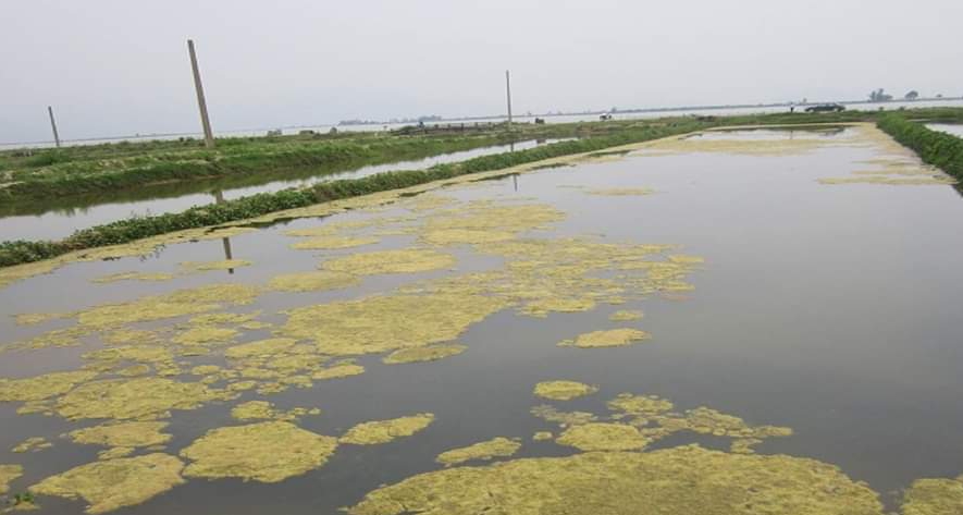 Nắng nóng, môi trường nuôi bất lợi cho thủy sản