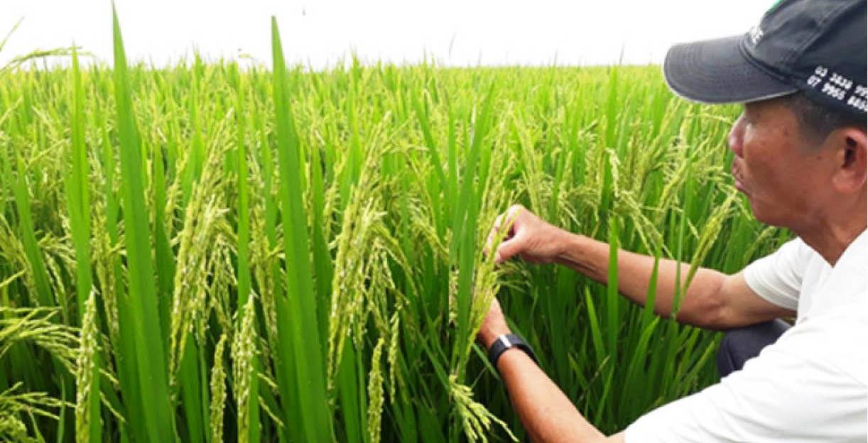 Giống lúa mới thích nghi trên vùng đất khó