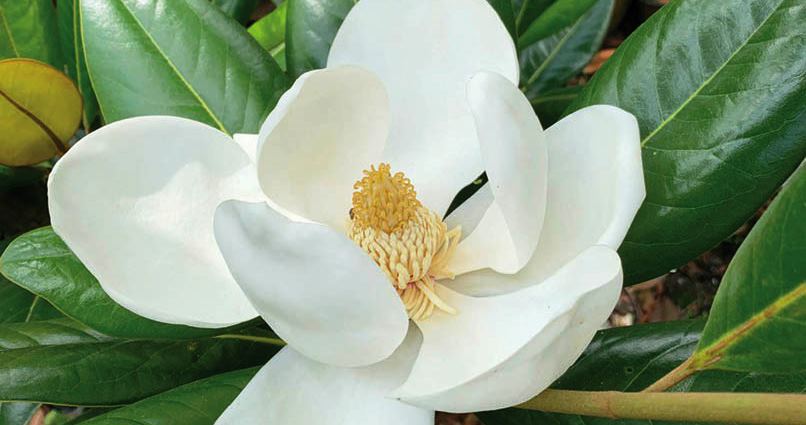 Có thật hoa sen có cành để… treo áo