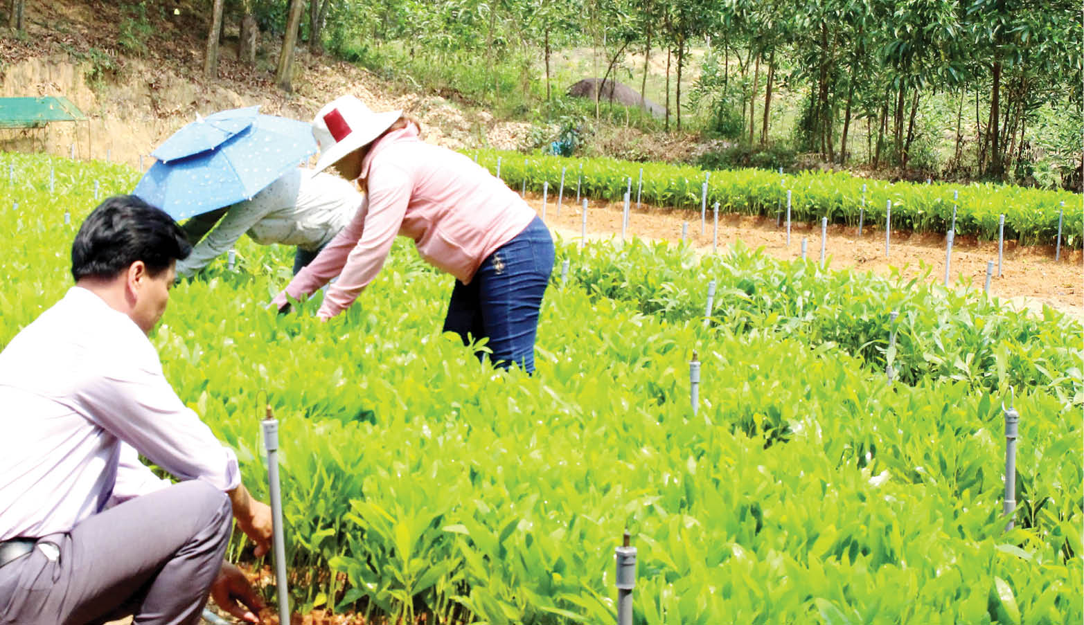 Gỡ khó để phát triển tổ chức đảng trong các hợp tác xã