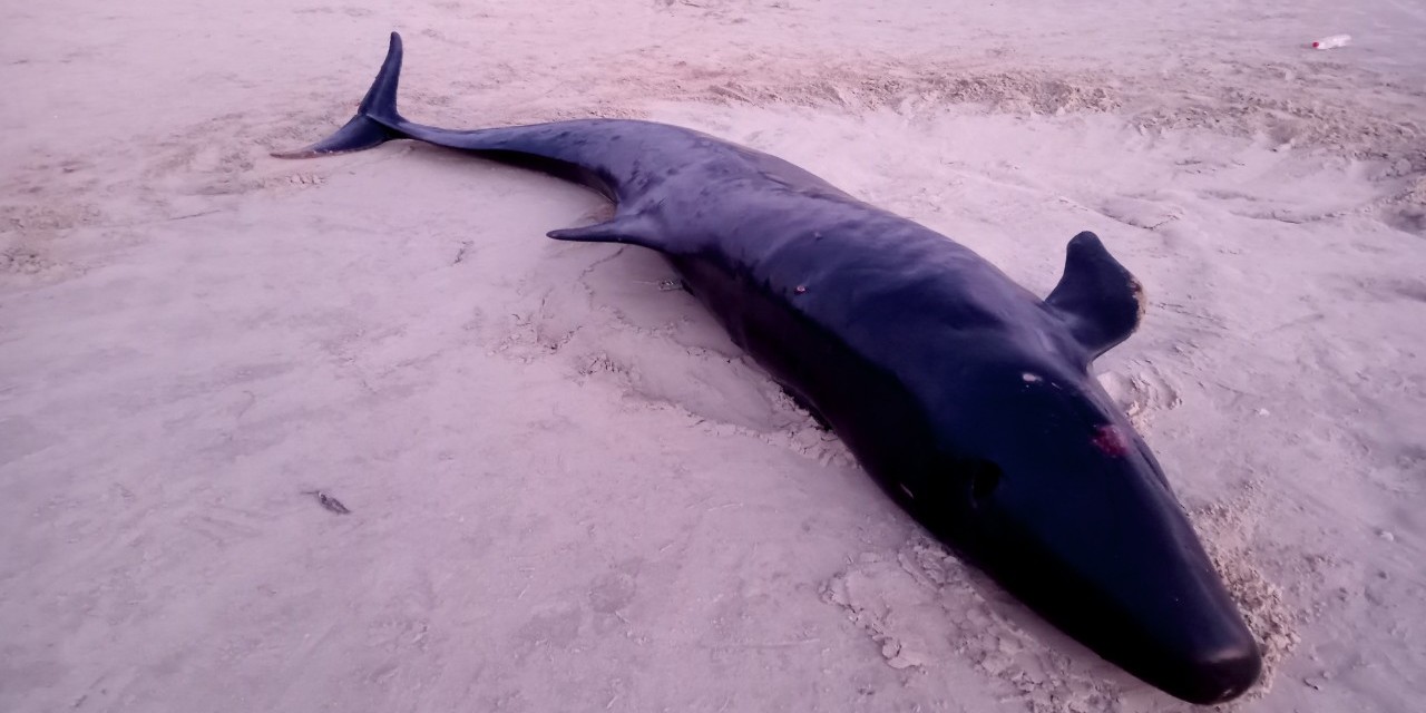 Chôn cất xác cá voi trôi dạt vào bờ biển xã Lộc Vĩnh