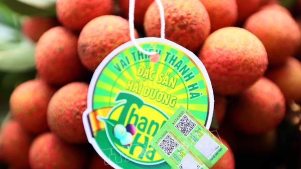 Singapore - thị trường hấp dẫn của quả vải và nhãn tươi Việt Nam