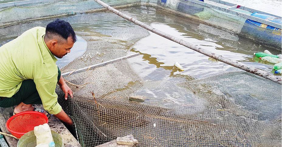 Anh trưởng thôn mê nuôi cá