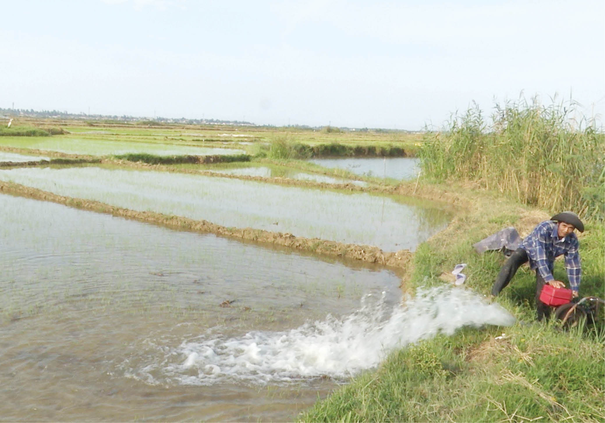 Ứng phó hạn, mặn cho nông nghiệp