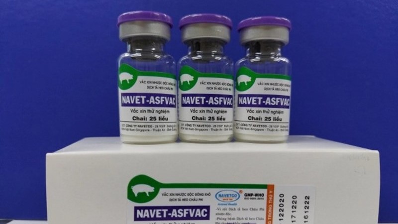 Vaccine phòng tả lợn châu Phi đầu tiên trên thế giới sắp được phê duyệt tại Việt Nam