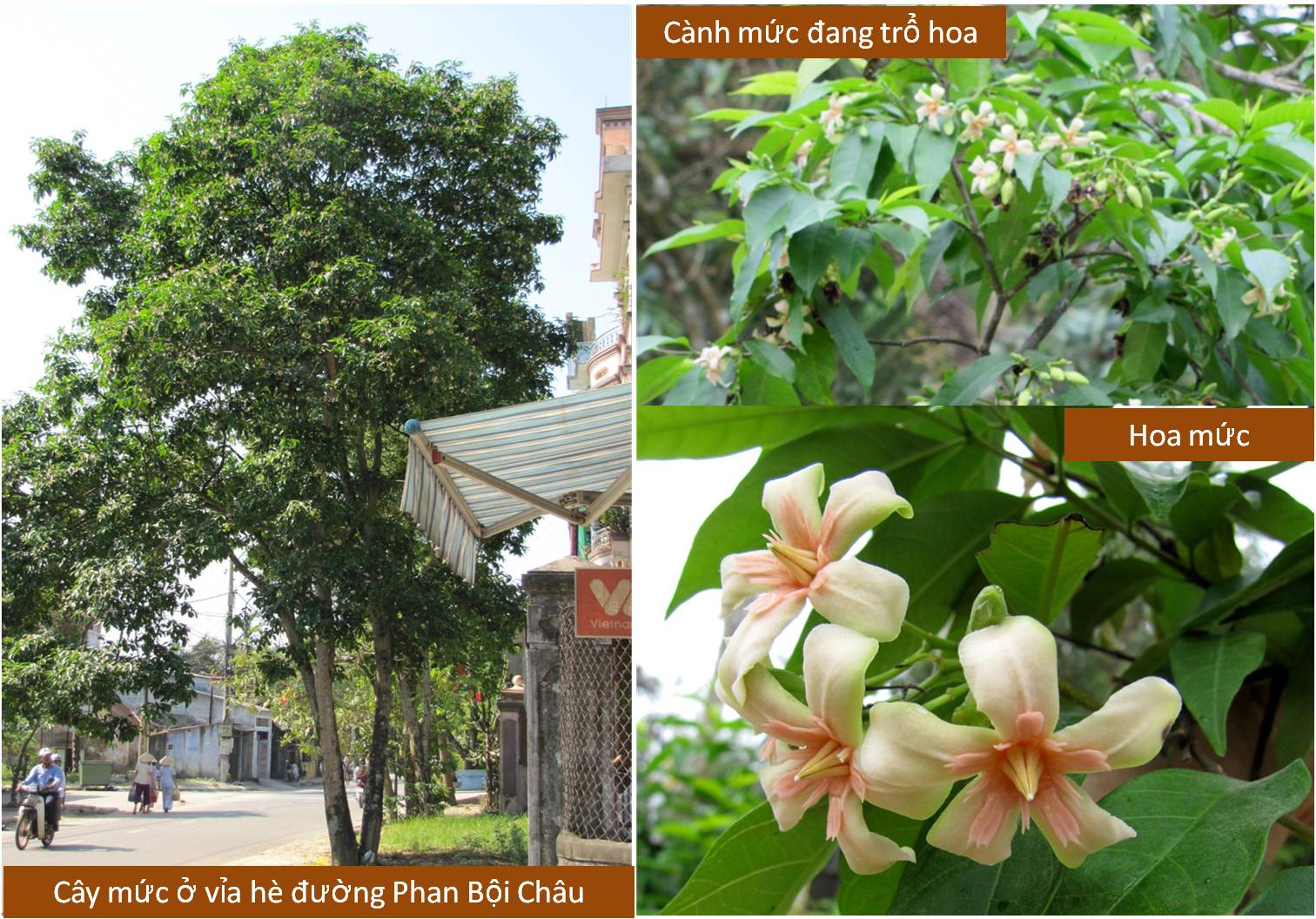 Mức, loài cây xanh nhiều tên lắm việc