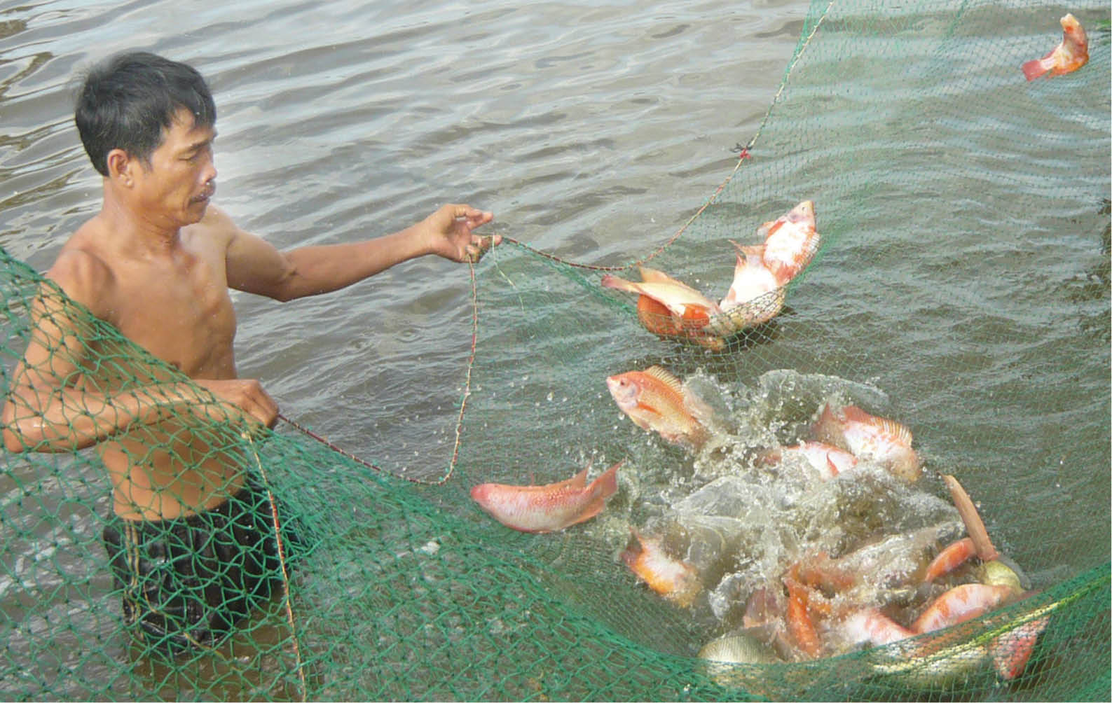 Điểm tựa từ câu lạc bộ nông dân sản xuất, kinh doanh giỏi