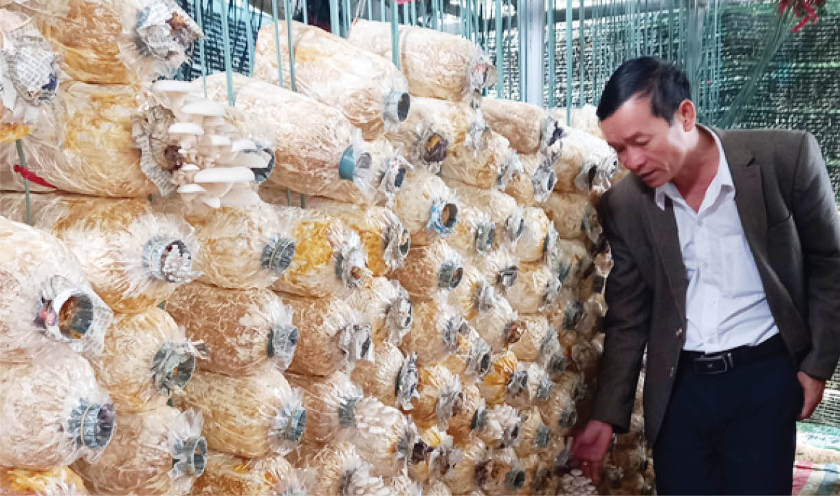 Ổn định cuộc sống nhờ trồng nấm rơm