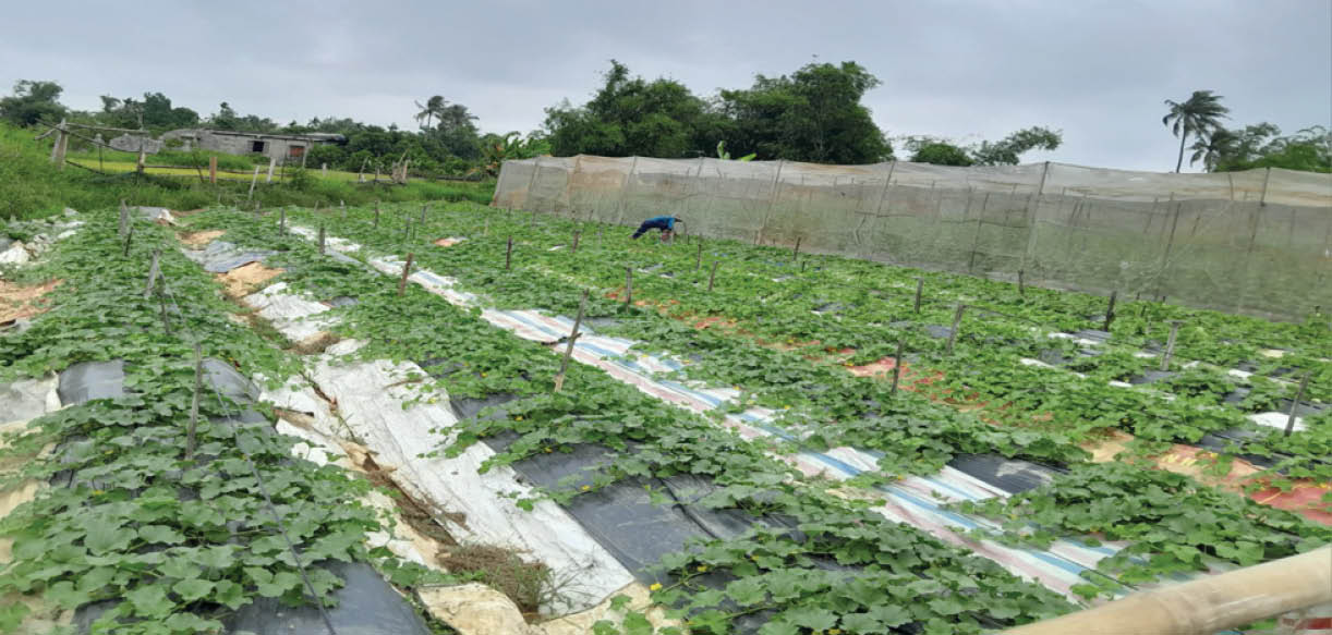 Hiệu quả từ mô hình nông nghiệp ứng dụng công nghệ cao