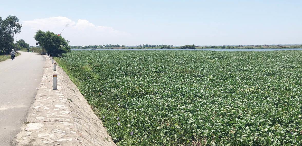 Khổ vì bèo lục bình