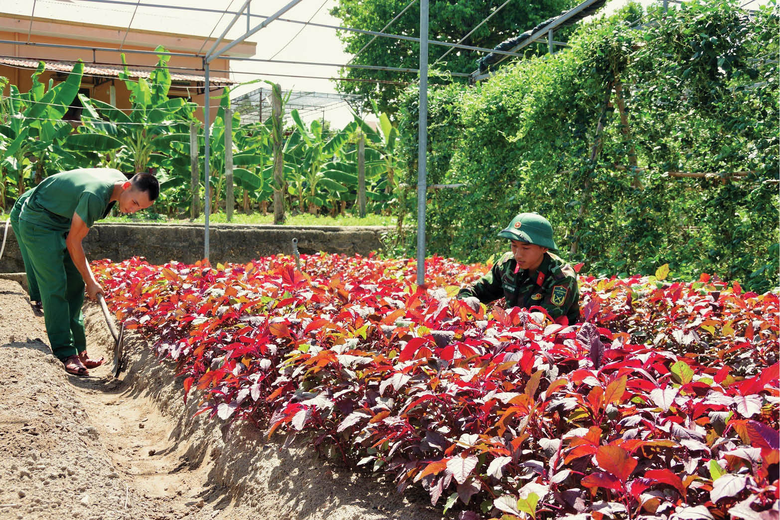 Tăng gia sản xuất, nâng cao đời sống bộ đội