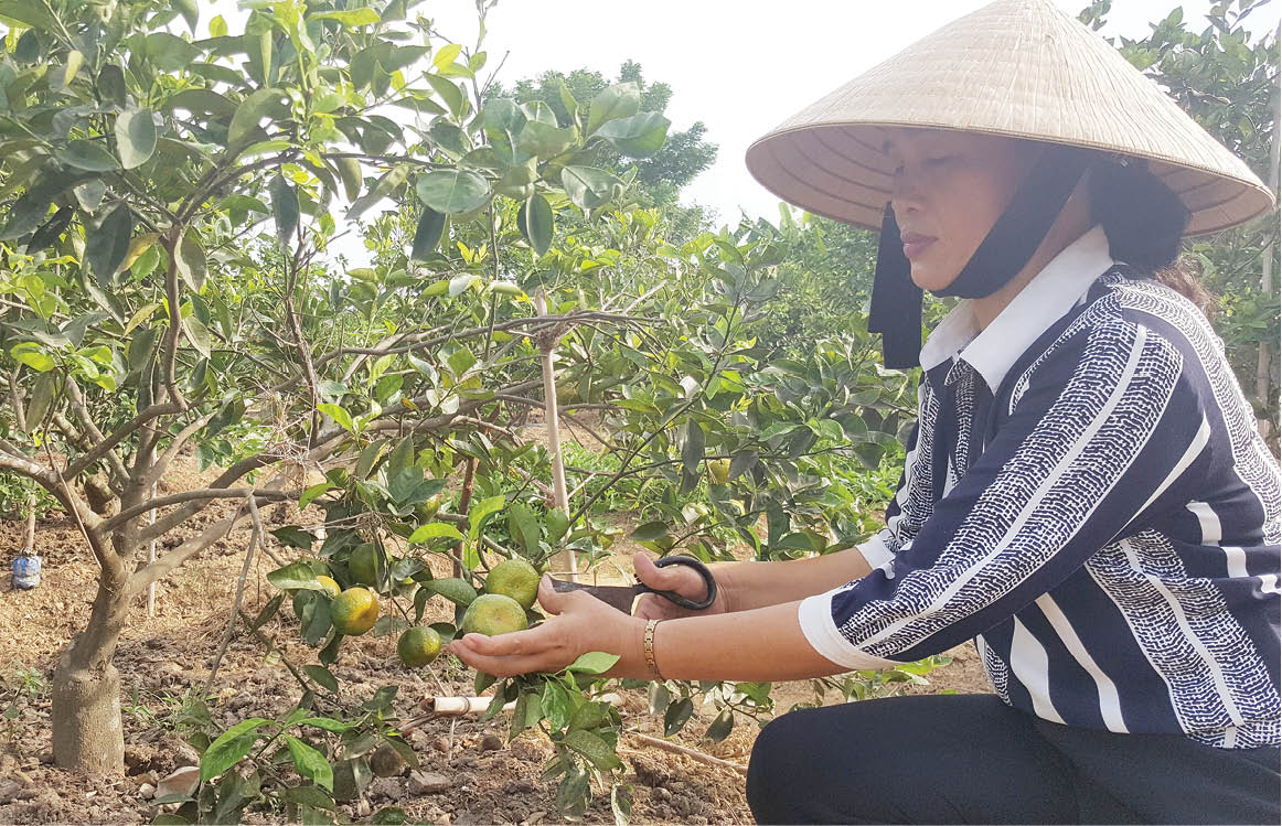 Hiểu để thích nghi