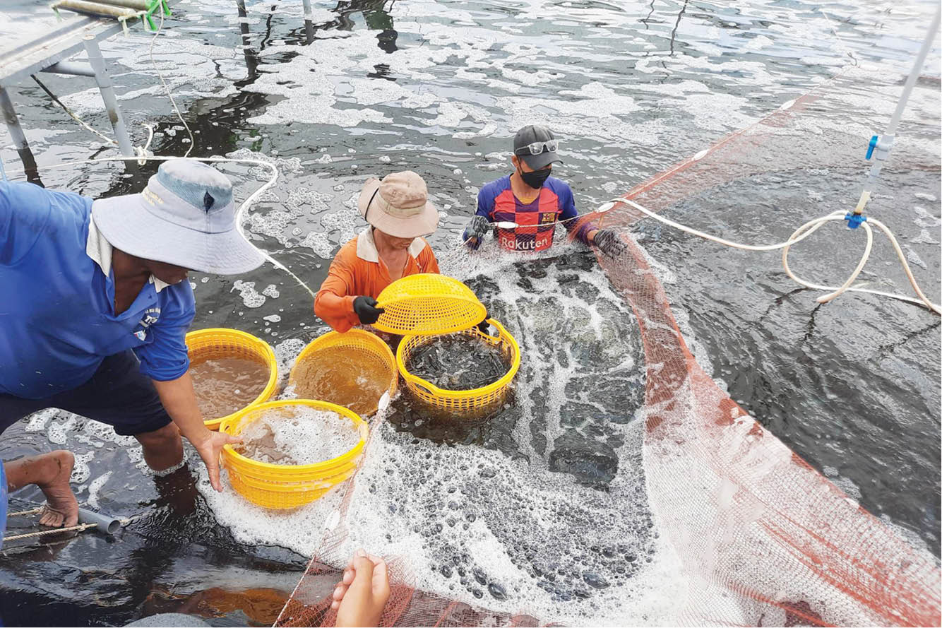 Phát triển thủy sản còn gập ghềnh - kỳ 1 Thiếu cả lượng lẫn chất