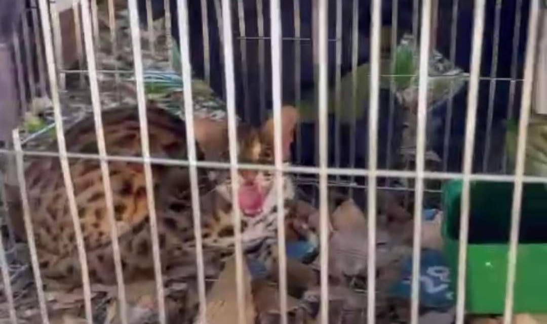 Tiếp nhận một cá thể mèo rừng quý hiếm