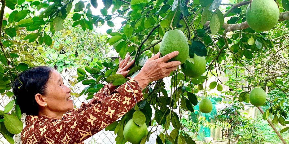 Thanh trà Dương Hòa Hứa hẹn một vụ mùa chất lượng