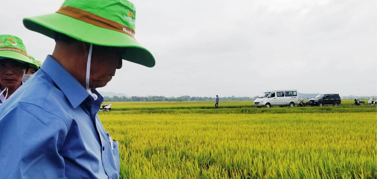 Thúc đẩy hợp tác xã chuỗi giá trị