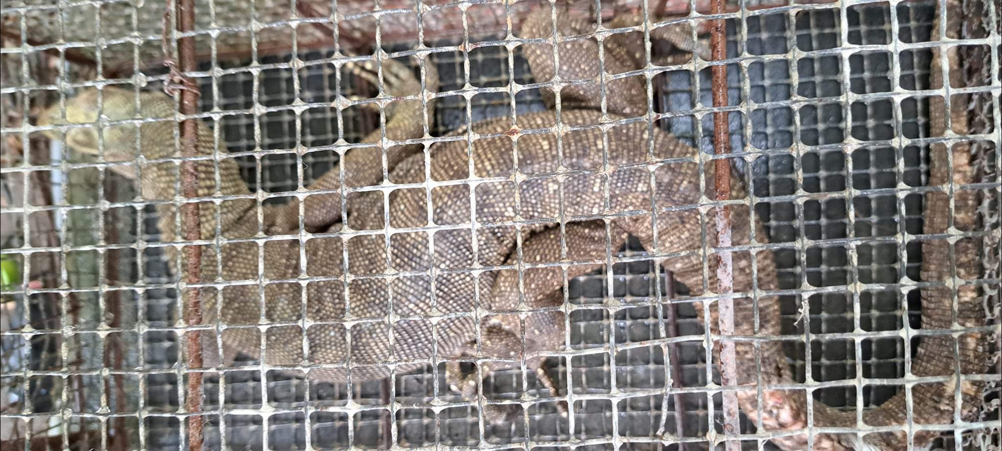 Tiếp nhận một cá thể kỳ đà hoa quý hiếm