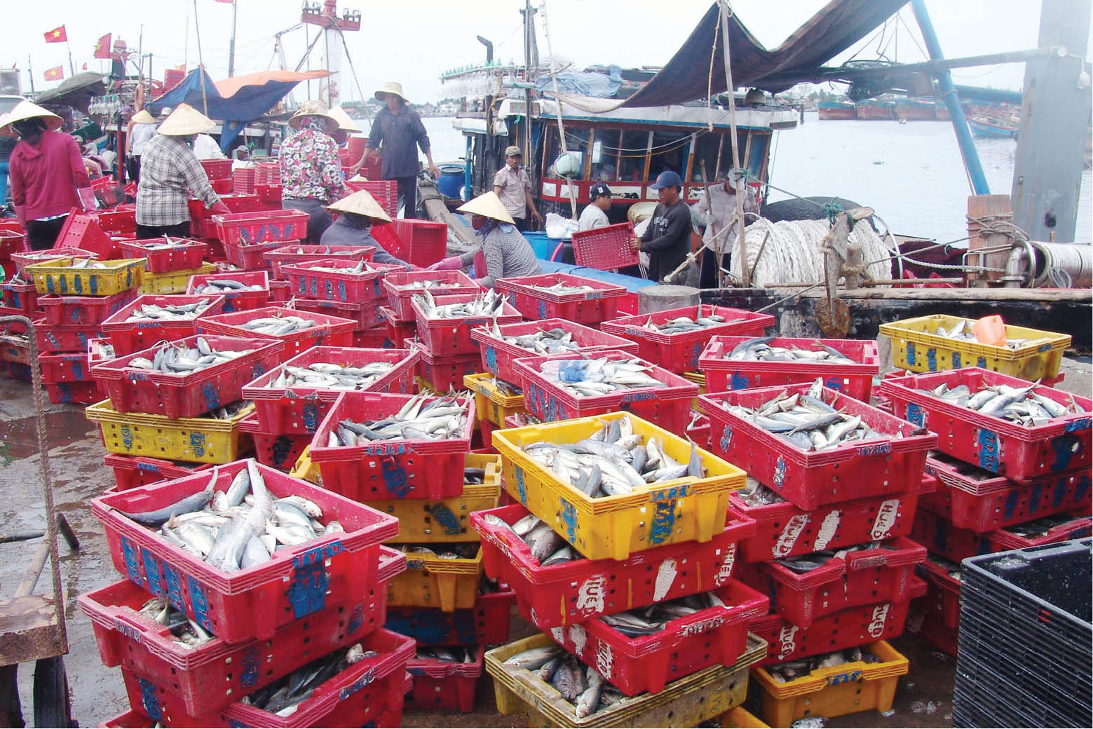 Hướng đến điện tử hóa nhật ký đánh bắt xa bờ