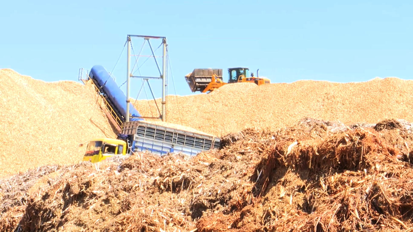 Rừng trồng rớt giá, ngành gỗ lao đao