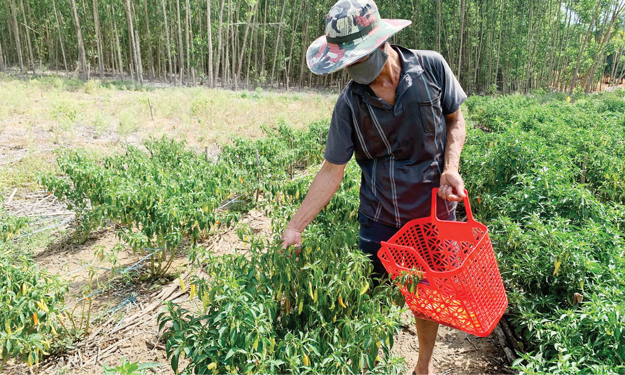 Ứng dụng công nghệ vào sản xuất nông nghiệp
