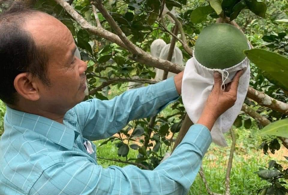 Lứa thanh trà “giảm nhựa” đầu tiên đến mùa thu hoạch