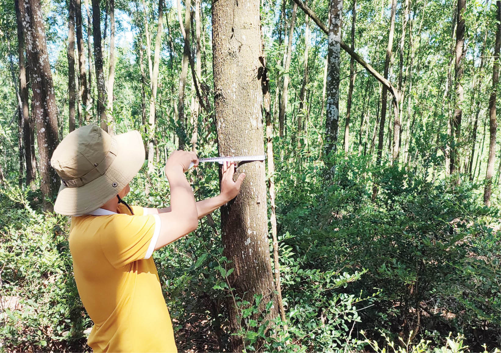 Chuyển hóa rừng gỗ lớn, FSC