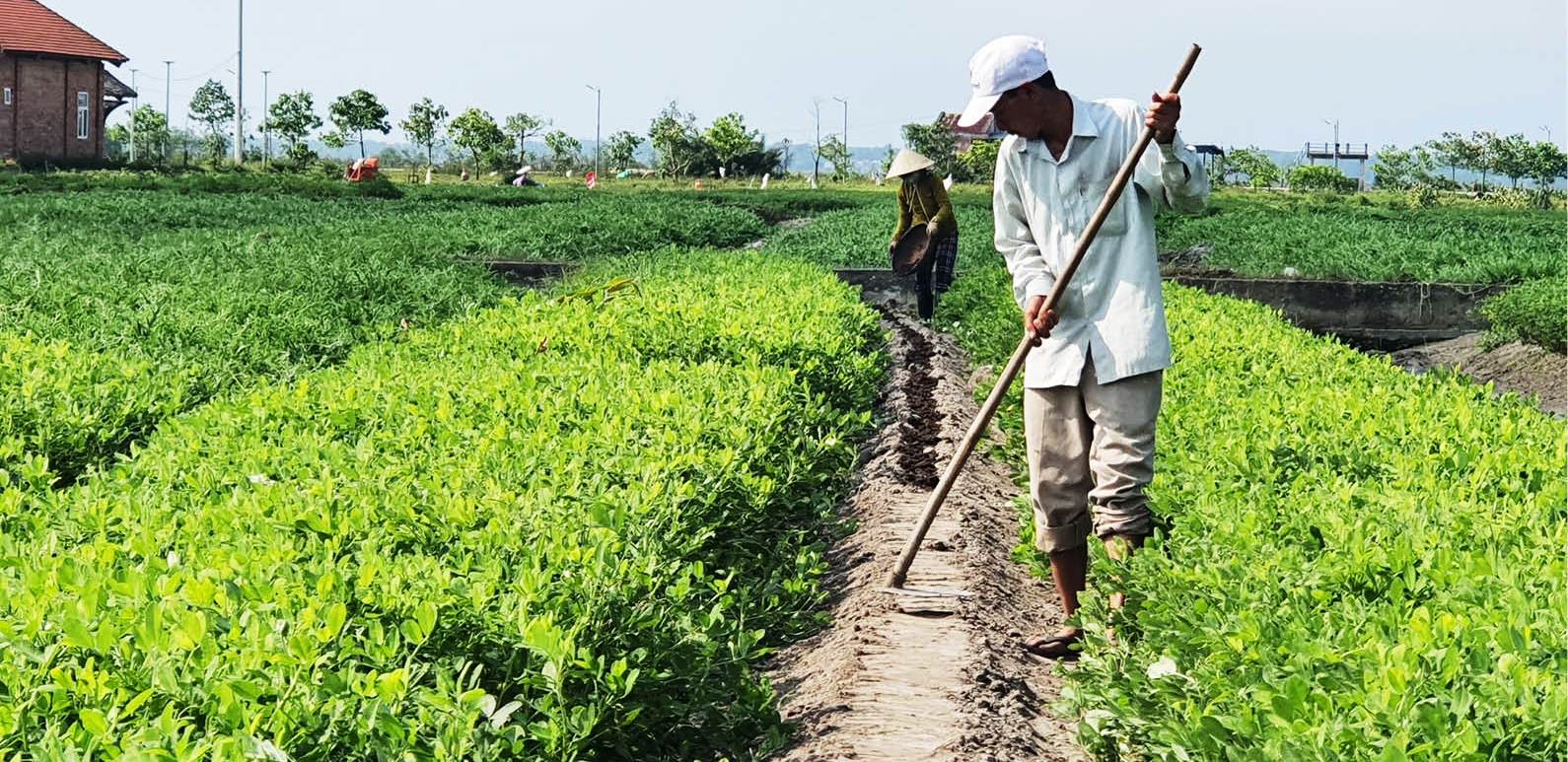 Hiệu quả từ chuyển đất lúa kém hiệu quả sang cây trồng cạn