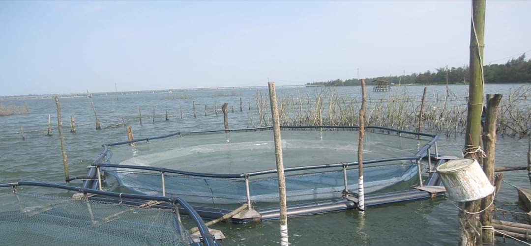 Ra mắt Tổ hội nghề nghiệp “Nuôi thủy sản xen ghép” đầu tiên