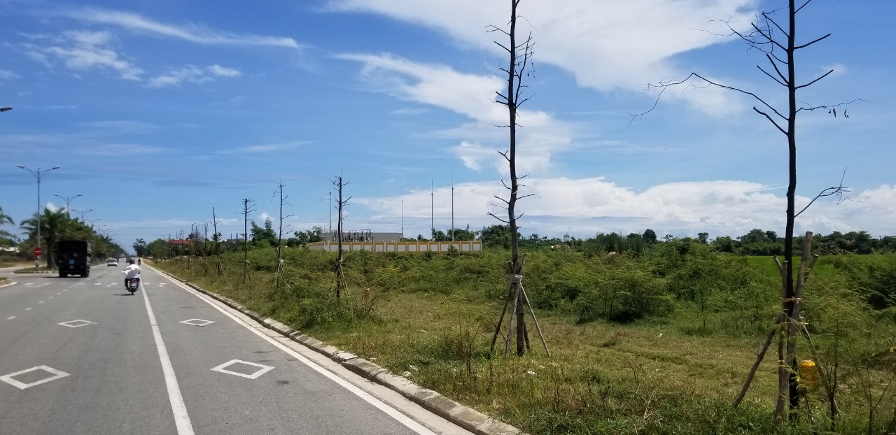 Cây xanh dọc Tỉnh lộ 28 chết hàng loạt sau khi trồng lại