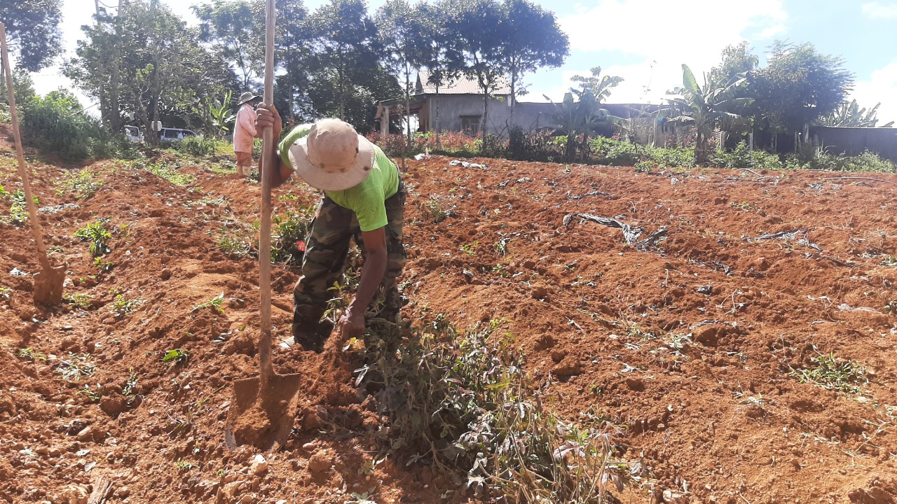 Sâm Bố Chính chết hàng loạt ở A Lưới