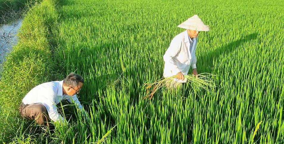 Để vụ lúa hè thu thắng lợi