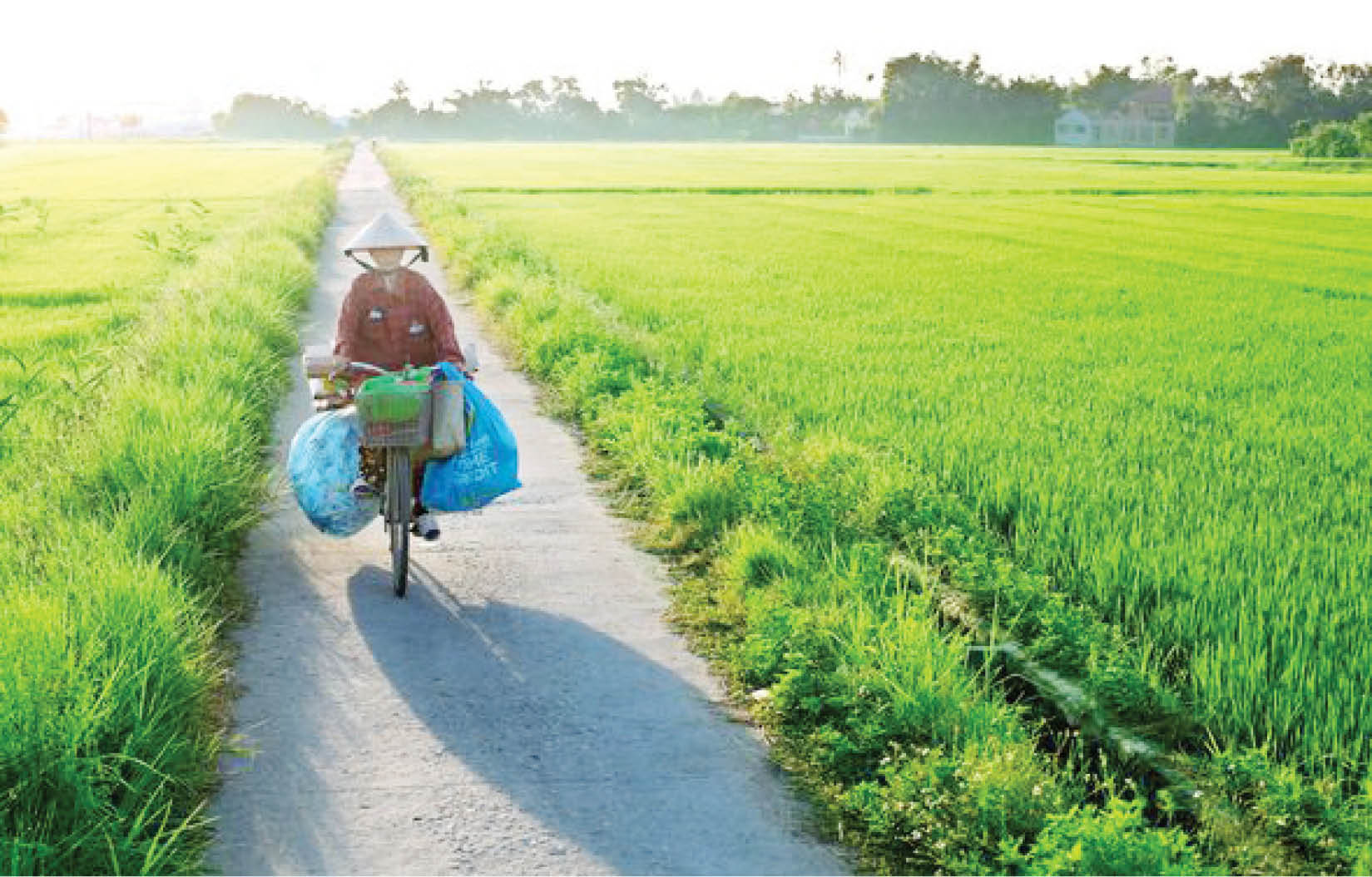 Trĩu nặng đời  ve chai