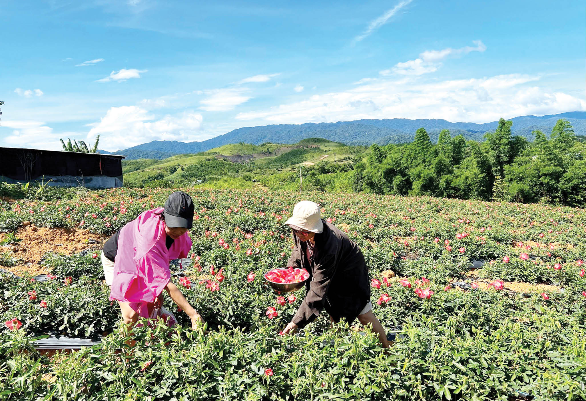 Hỗ trợ đảm bảo quyền lợi cho người trồng sâm