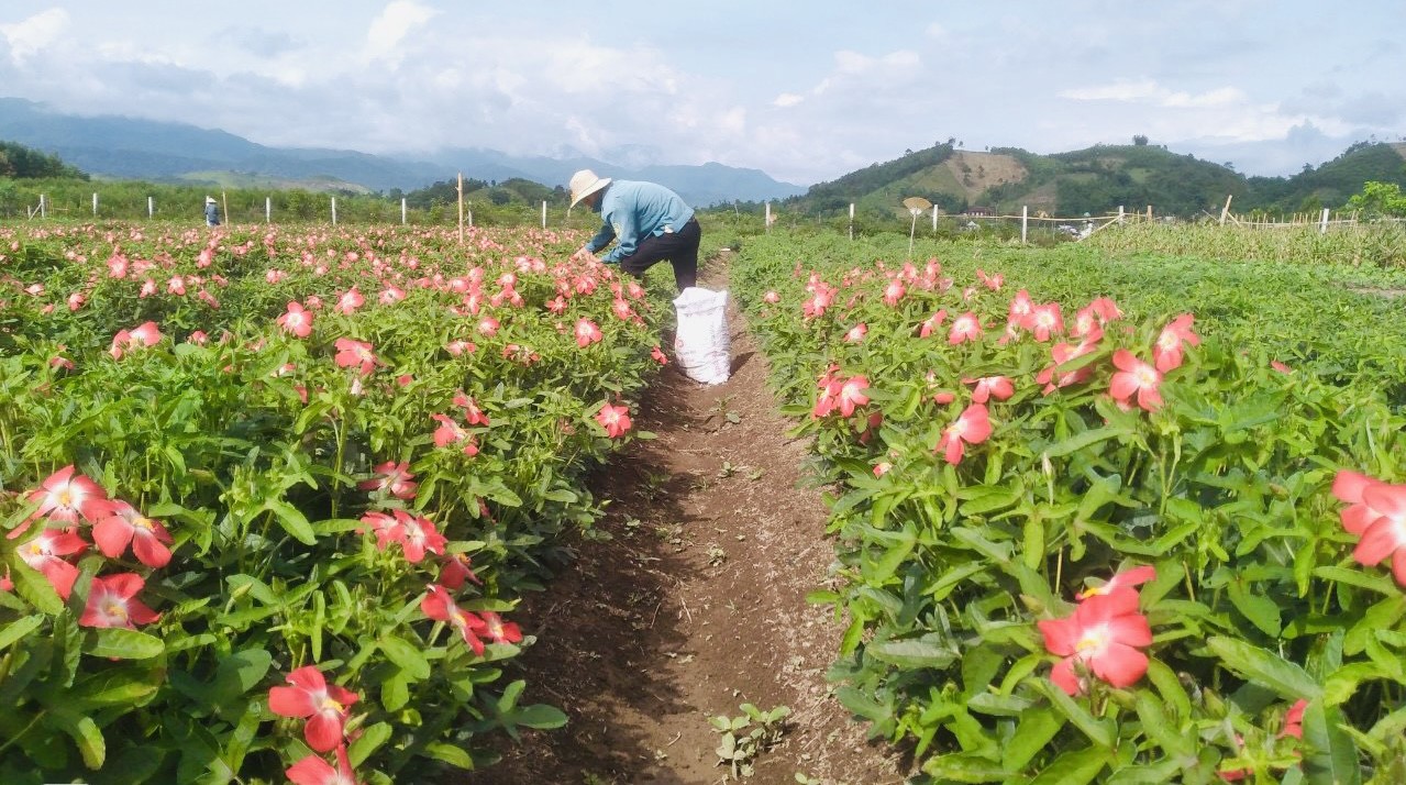 A Lưới Hỗ trợ nhà ở cho hộ nghèo với tổng kinh phí hơn 48 tỷ đồng