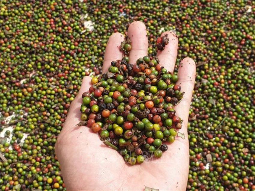 Cần thận trọng trong giao dịch khi lừa đảo thương mại quốc tế gia tăng