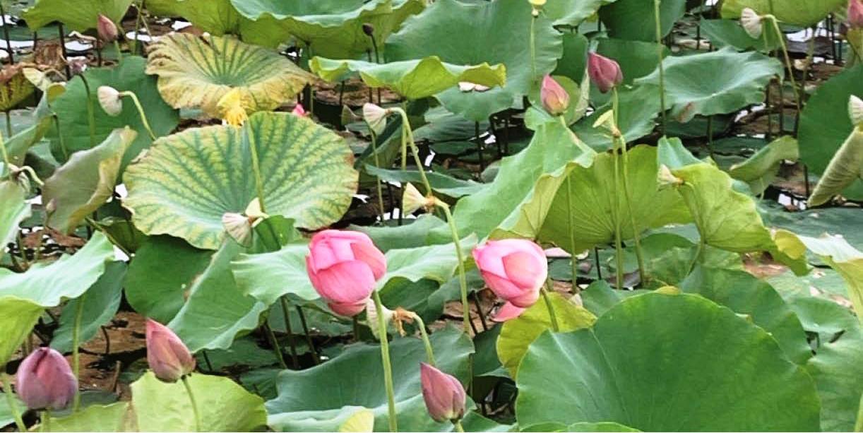 Giống sen mới đang dần trở thành cây trồng chủ lực