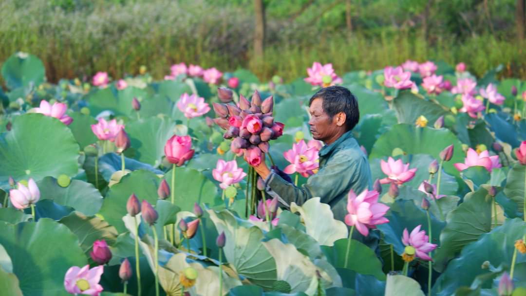 Ra mắt Tổ Hội nghề nghiệp trồng sen Nam Dương