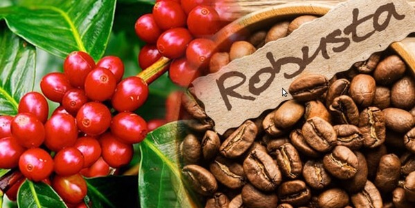 El Nino có nguy cơ làm giảm sản lượng cà phê ở Indonesia, đẩy giá toàn cầu lên cao kỷ lục