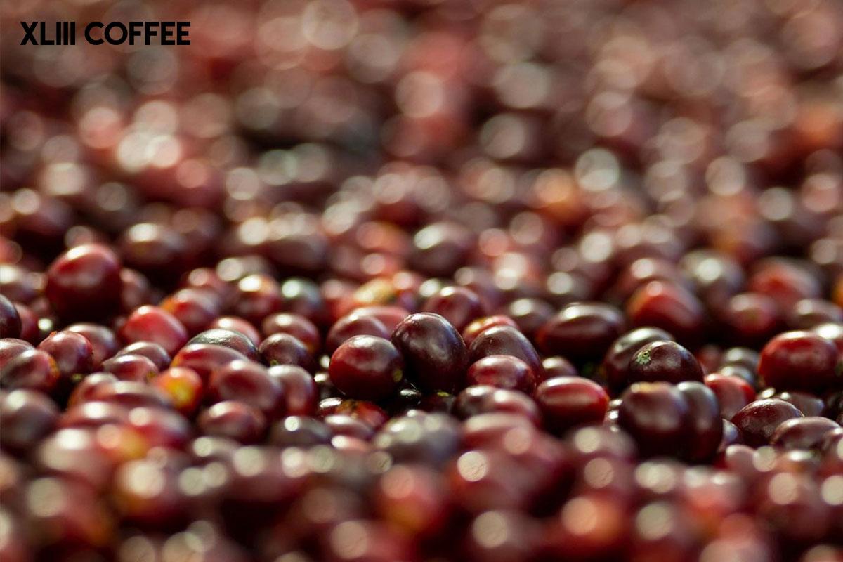 Cùng thưởng thức cà phê đặc sản trong không gian phong cách mới tại XLIII Coffee Hội An