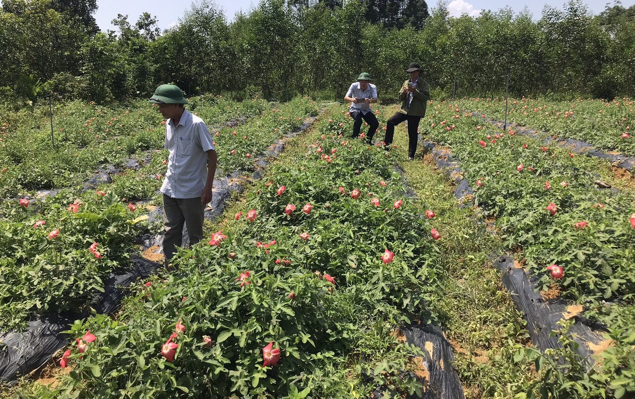 Sâm Bố Chính tiếp tục chết ở nhiều địa phương