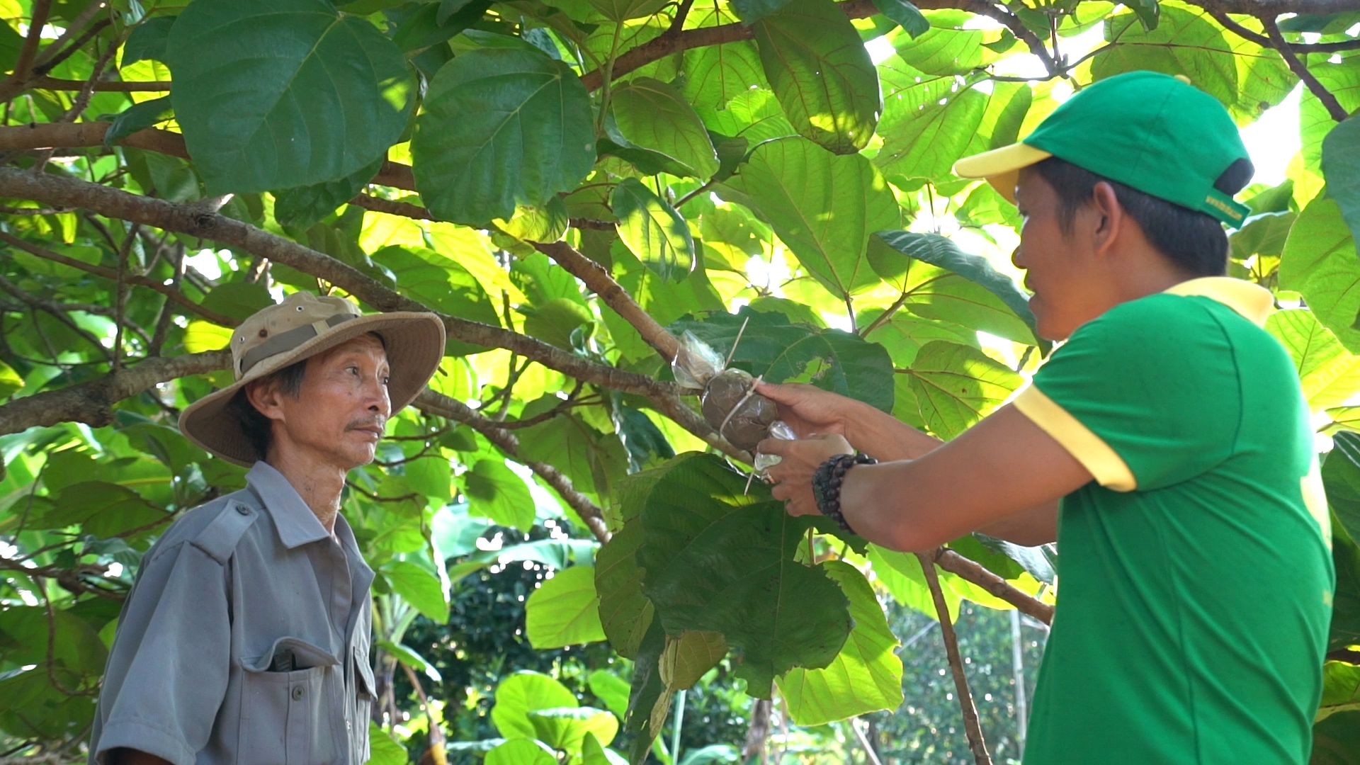Nâng tầm sản phẩm chủ lực của Huế từ trái vả sạch