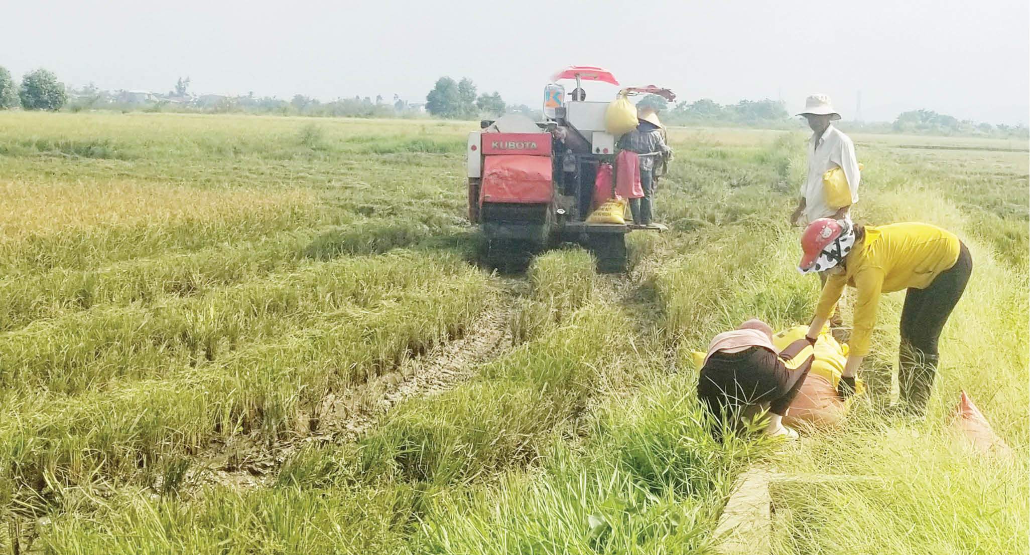 Thu hoạch nhanh gọn lúa hè thu