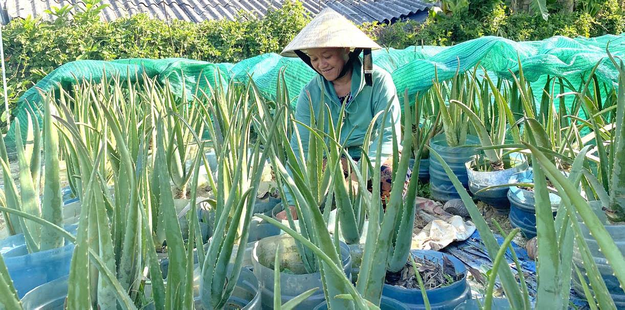 Ổn định kinh tế nhờ trồng cây nha đam